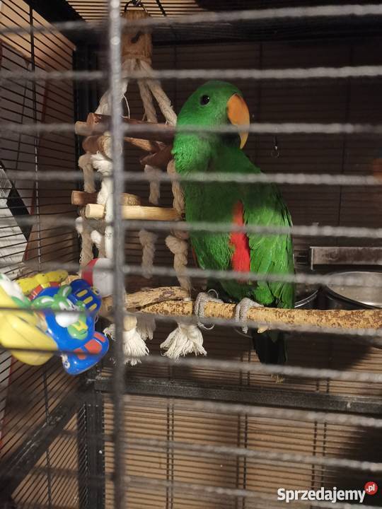 Lora wielka para sprzedam