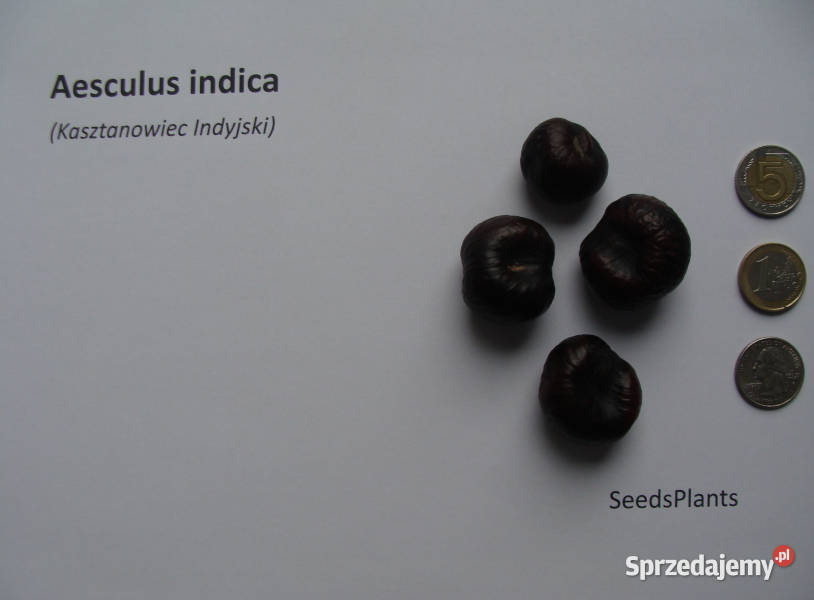 KASZTANOWIEC INDYJSKI Aesculus indica NASIONA 6 Lubanie sprzedam