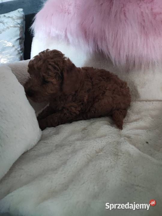 Pudelki toy szczenięta Bolesławiec