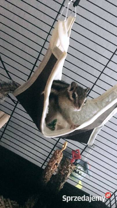 Wiewiórka syberyjska burunduk woliera Zwierzęta Sianów