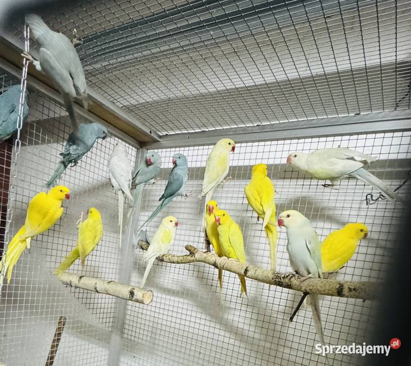 Papuga Papugi Aleksandretty Aleksandretta mazowieckie Warszawa