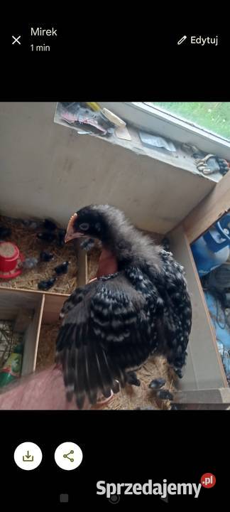 Kogutki 2 tygodnie Dubielno