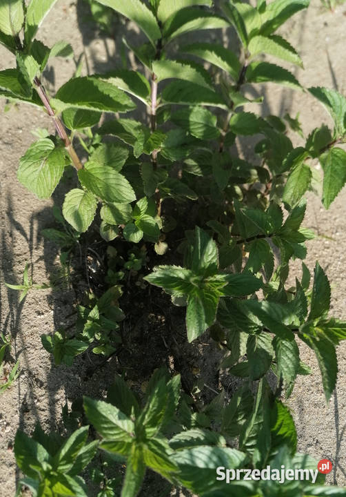 Mięta ogrodowa dojrzała roślinaZioło wieloletnie Zioła łódzkie Łódź