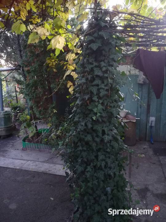 Sprzedam działkę ROD 400 m Bemowo Warszawa