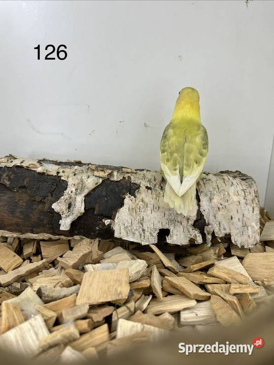 Nierozłączki turkuseuving Ryki