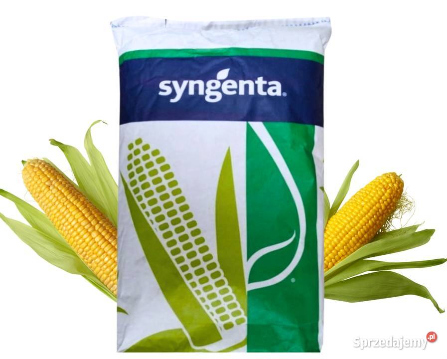 Kukurydza na kiszonkę biogaz MaxiMaize FAO 260 Strzałkowo