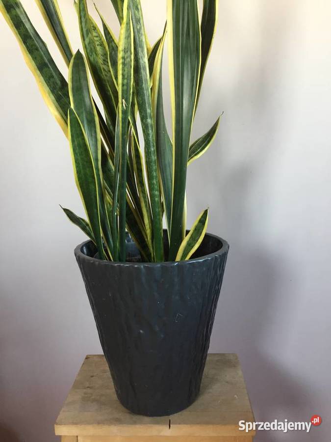 Kwiat Sansewieria Wyposażenie wnętrz