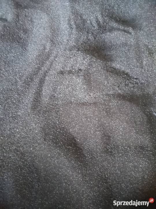 Komonica zwyczajna Suwałki