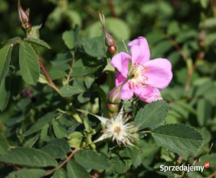RÓŻA DZIKA LAXA Rosa canina var Laxa NASIONA Lubanie