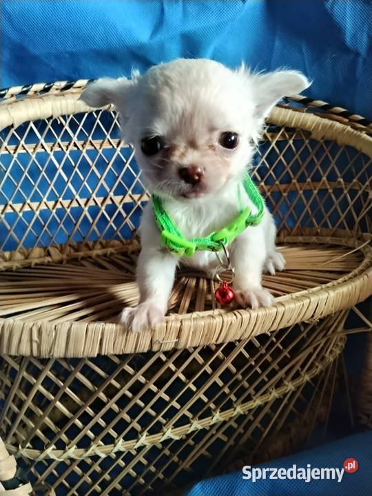 Śliczna malunia sunia chihuahua dolnośląskie Głogów sprzedam