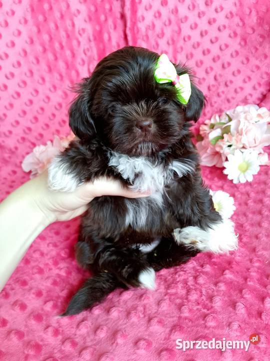 Gotowa do odbioru suczka rasy ShihTzu opolskie Byczyna sprzedam
