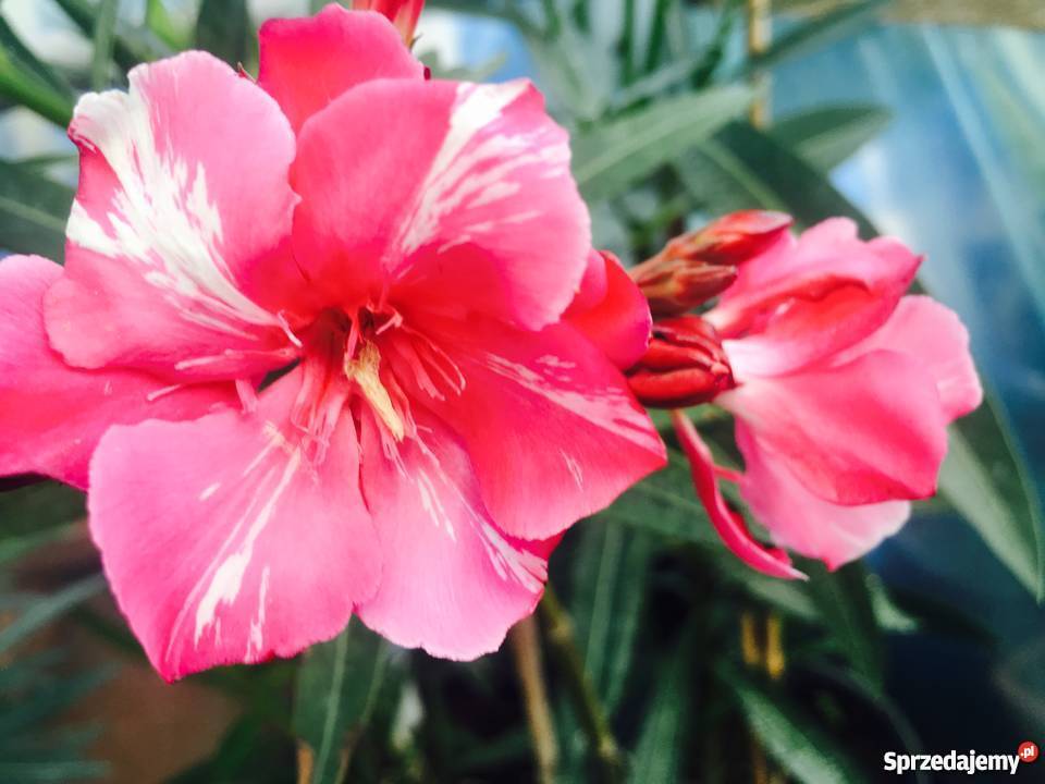 OKEANDER CHOPIN Ogród