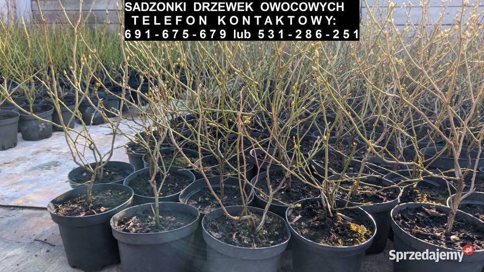 Sadzonki drzewek owocowych iglastych liściastych Tupadły