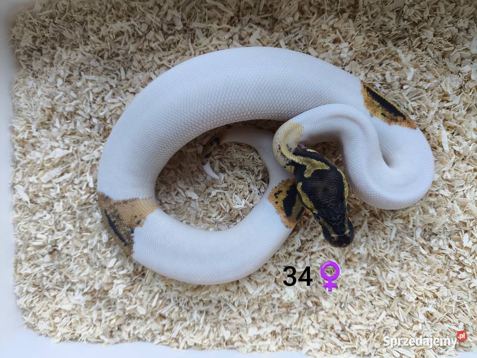 Pyton Królewski Regius Samica Boruja Kościelna