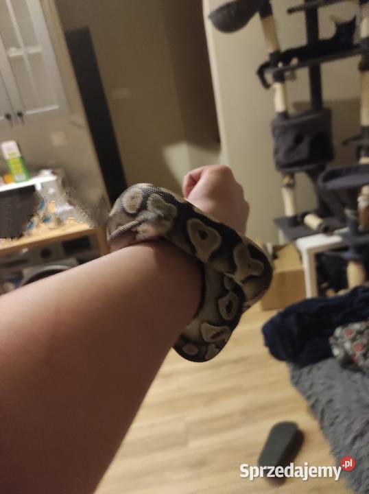 Pyton królewski z terrarium samiec Lublin sprzedam