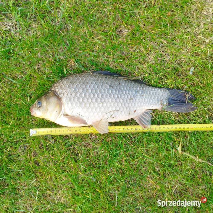 Karasie na Żywca XXL Poznań wielkopolskie