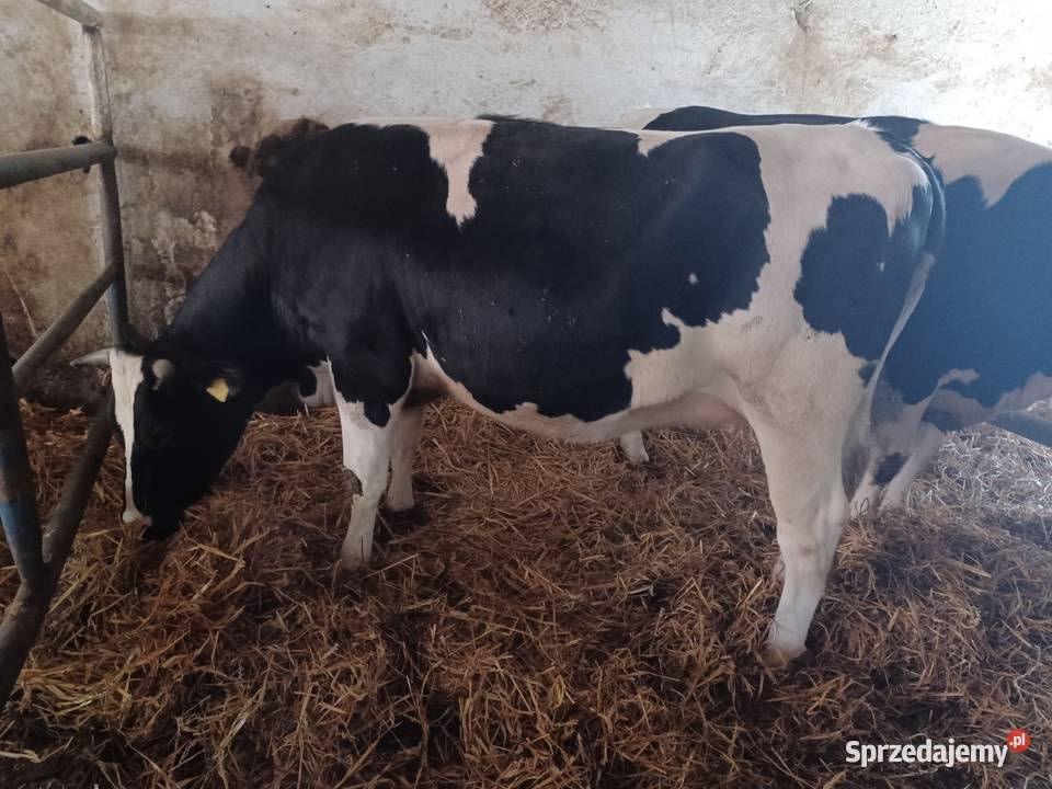 Jałówki cielne na wycieleniu Ostrów Wielkopolski