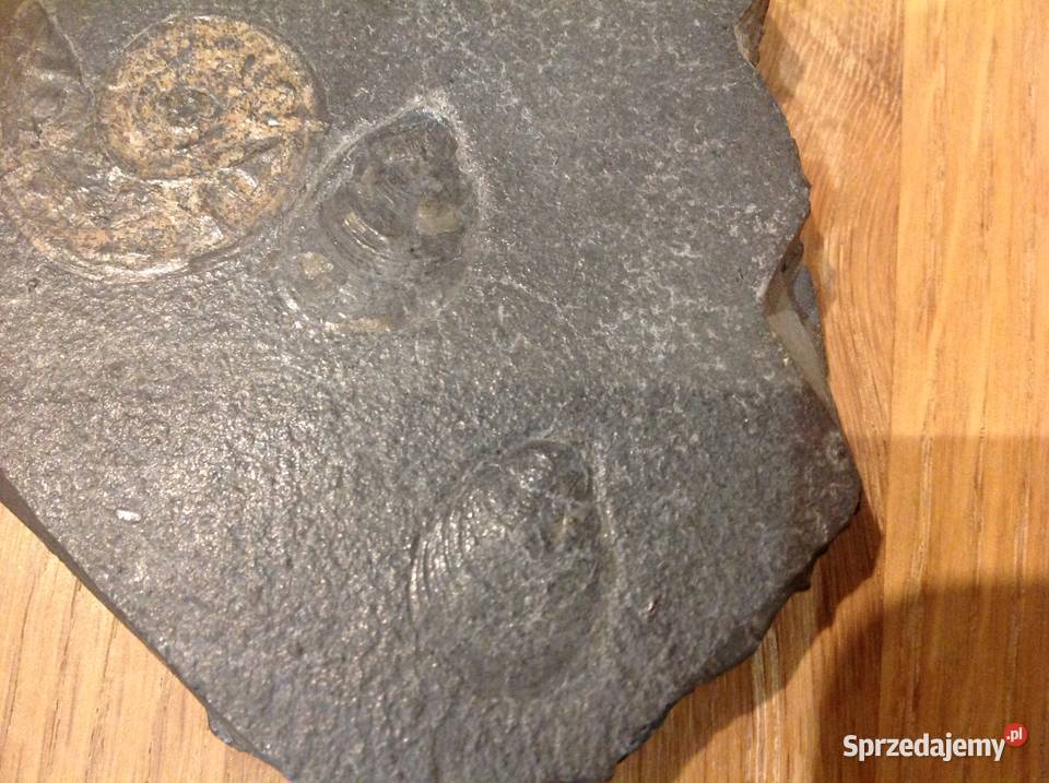 Stara Skamielina Nowa Sól