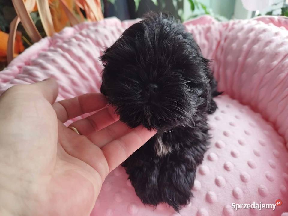 Shih Tzu Śliczne Maleństwa Zapraszamy Olkusz