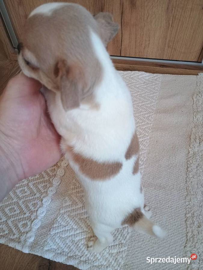 Chihuahua chłopczyk Bursztyn chip rodowód łódzkie Kleszczów