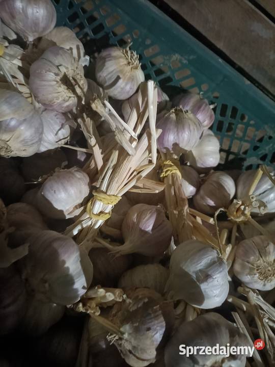 Sprzedam czosnek Harnaś na świętokrzyskie