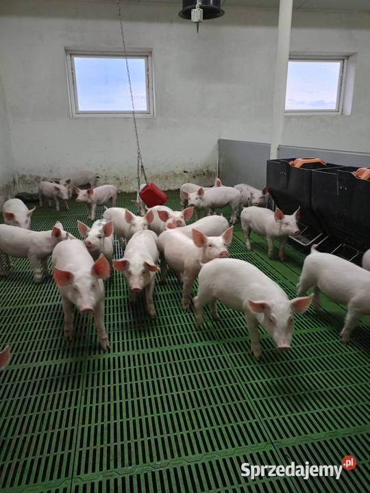 Sprzedam prosięta wielkopolskie sprzedam