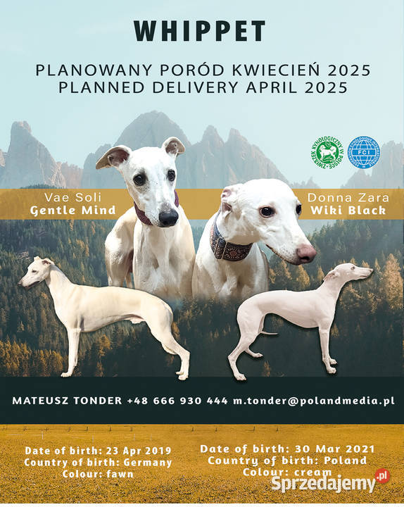 MUFASA Whippet na sprzedaż piękne rasowe zdrowe Poznań sprzedam