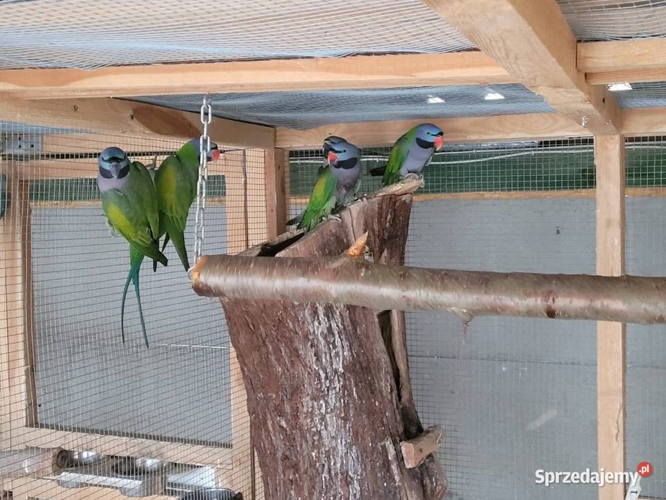 Aleksandretty Chińskie