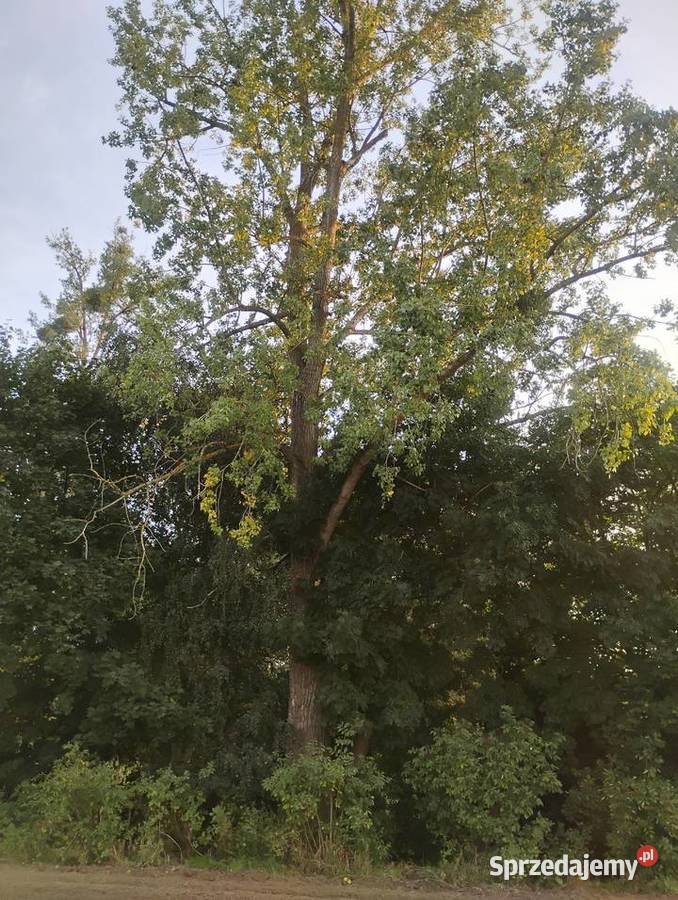 Drzewa Topolo do wycięcia Gogolin sprzedam