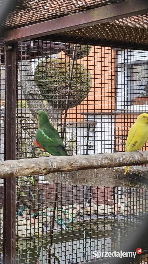 Szkarłatka królewska samiec Bydgoszcz