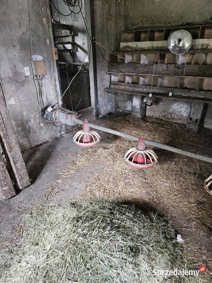 Paszociag karmić kury Gliwice