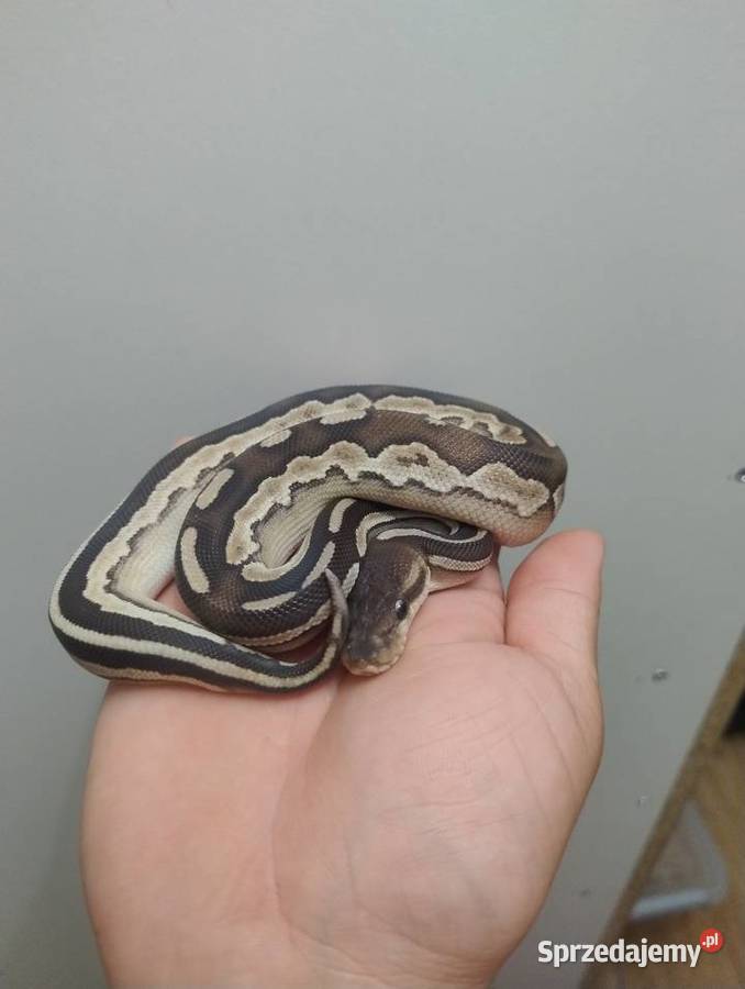 Pyton Królewski samica Savannah Cinnamon Mojave