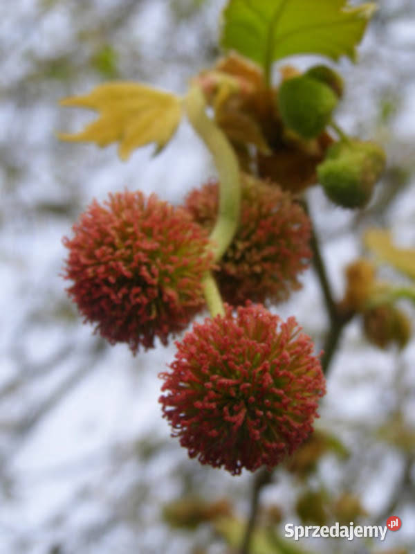 PLATAN KLONIASTY Platanus acerifolia NASIONA