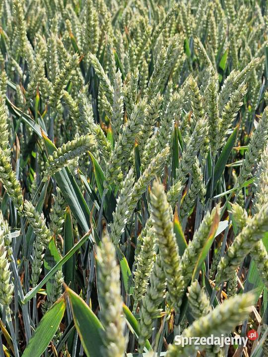 Pszenica ozima KingKong Gigantyczny plon silnych Lorenki