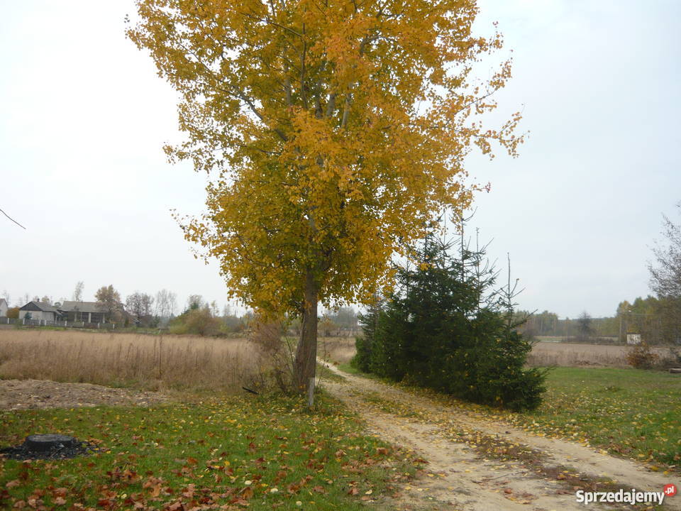 Siedlisko między Szydłowcem a Orońskiem Świniów