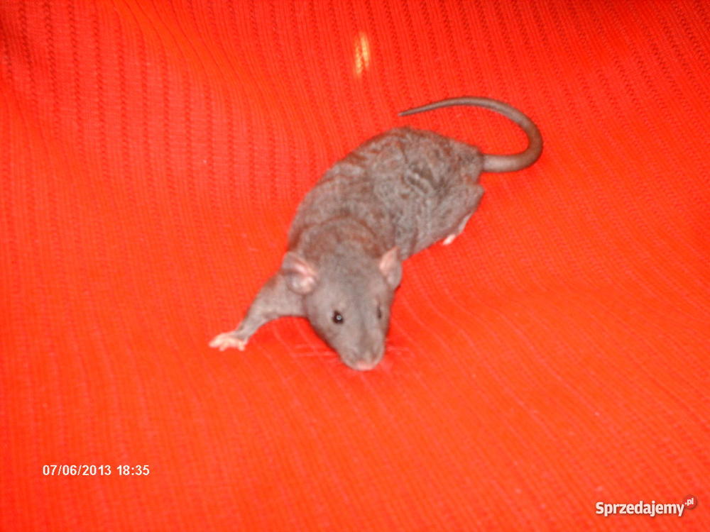 Wielkoszczurki Okazyjna Szczecin sprzedam