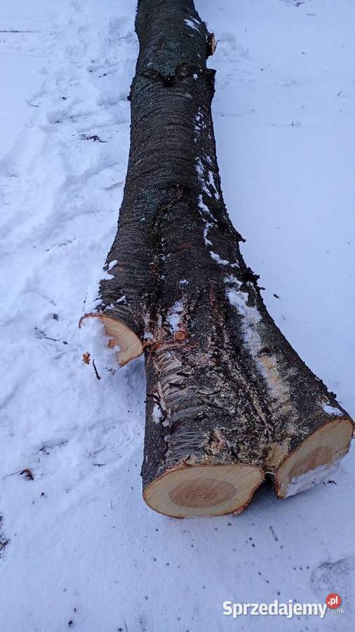 Pień dzikiej czereśni 5 mb na opał materiał Łuszczów Pierwszy