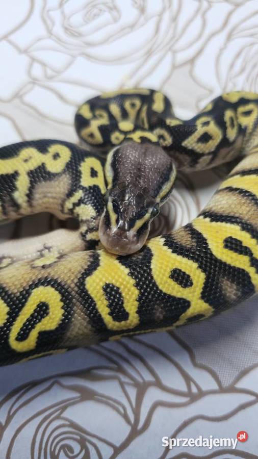 Wąż pyton królewski python regius samiec
