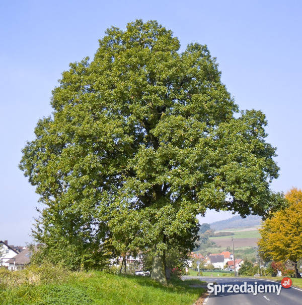 DĄB BEZSZYPUŁKOWY Quercus petraea NASIONA 15 Lubanie