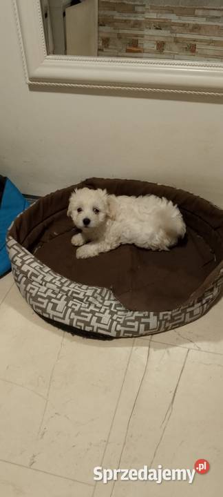 Maltańczyk szczeniak z rodowodem zachodniopomorskie