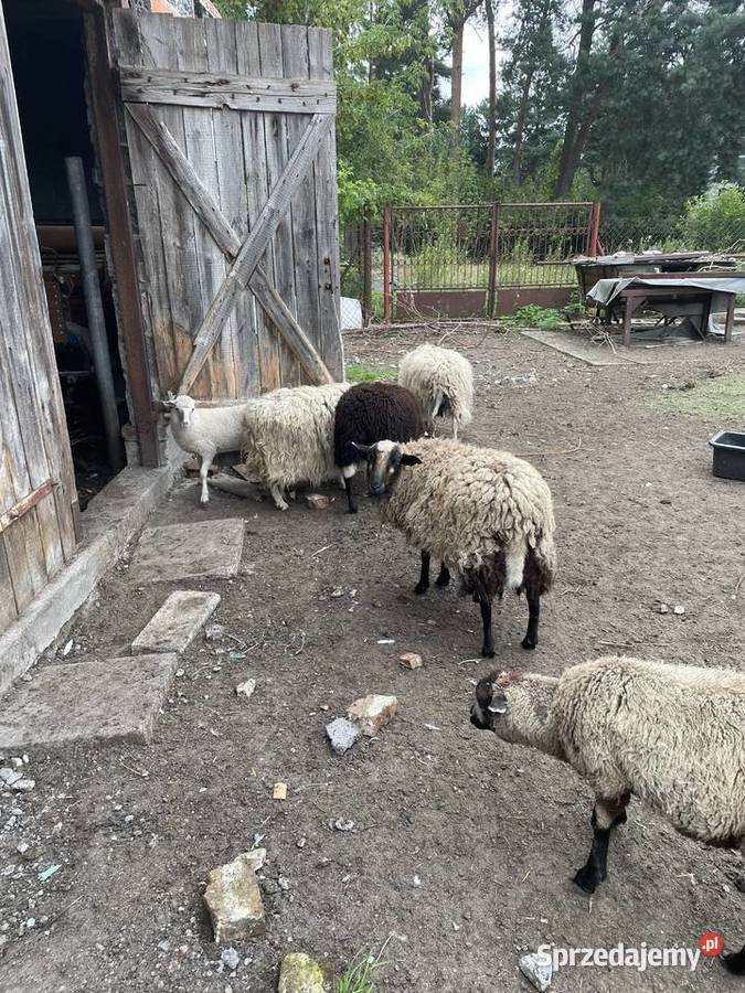 Sprzedam Barany Grodzisk Mazowiecki