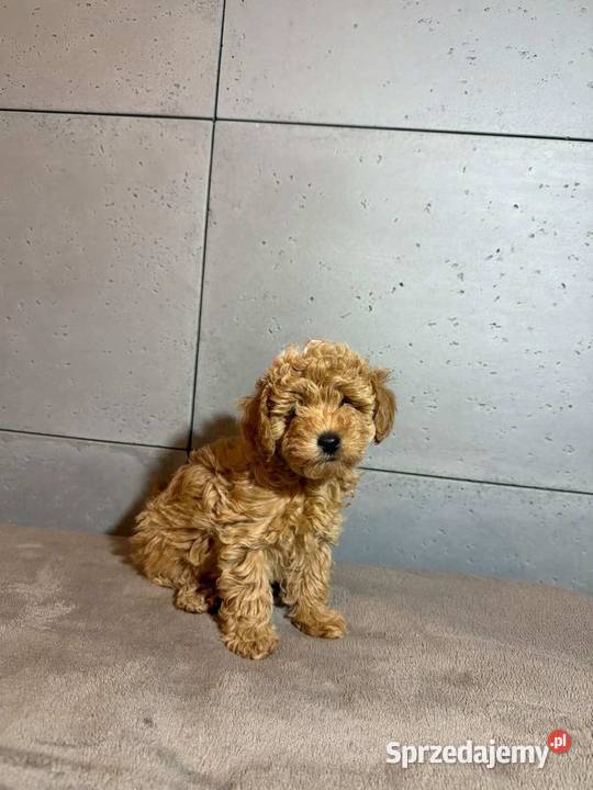 Śliczna dziewczynka pudel Toy