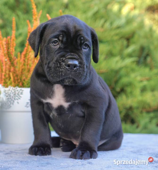 Szczeniaki Cane Corso ZKwP FCI sprzedam