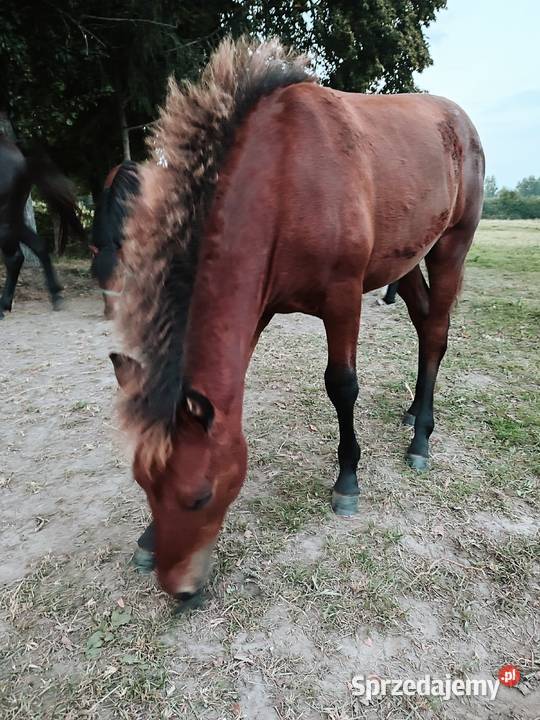 Ogierek huculski Konie Sejny
