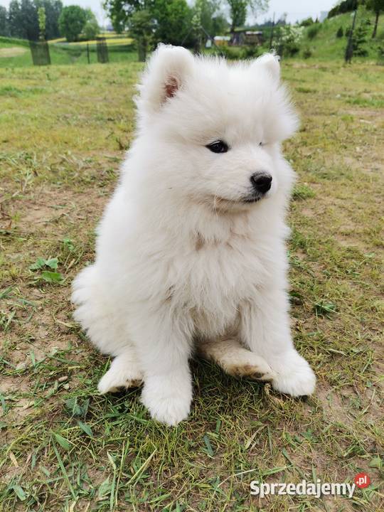 Samoyed Samojedy Szczeniaki Świerklany Sprzedajemy Pl