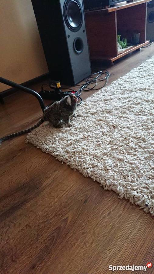 Małpka marmozeta białoucha podlaskie Grajewo