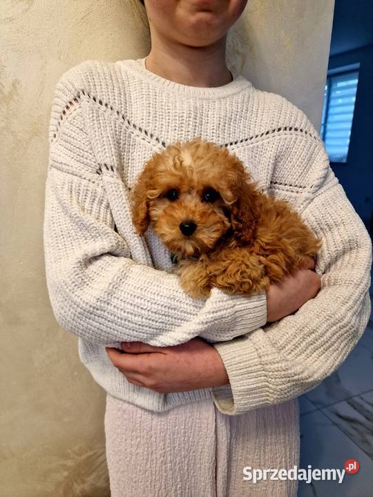 Malutki pudelek toy szuka domu kocha dzieci