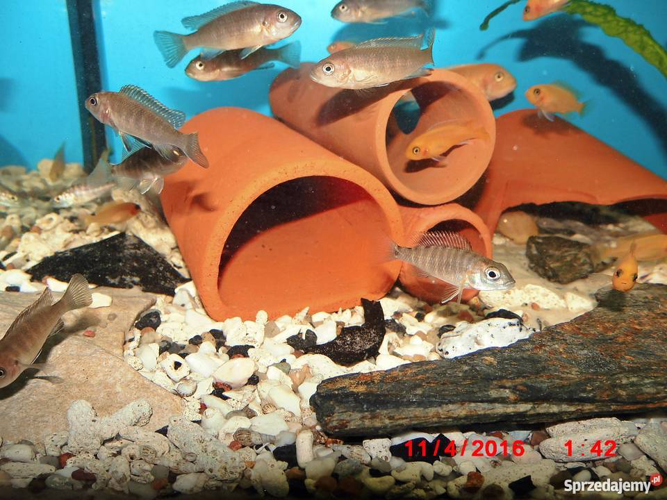 Pyszczaki Pseudotropheus Flavus