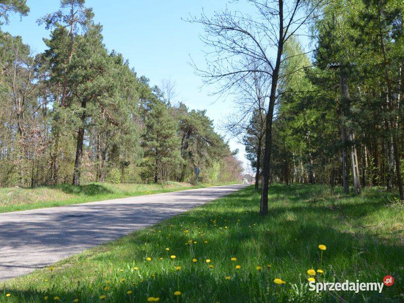 Działki budowlane w pobliżu lasu Szczawin Kościelny