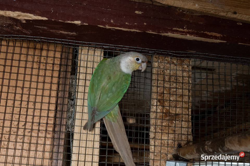 Para rudosterki zielonolice